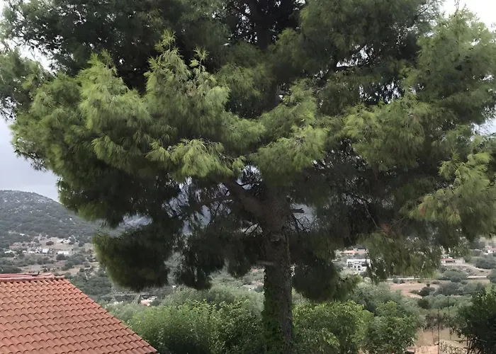 Prázdninový dům Under The Pine Tree *